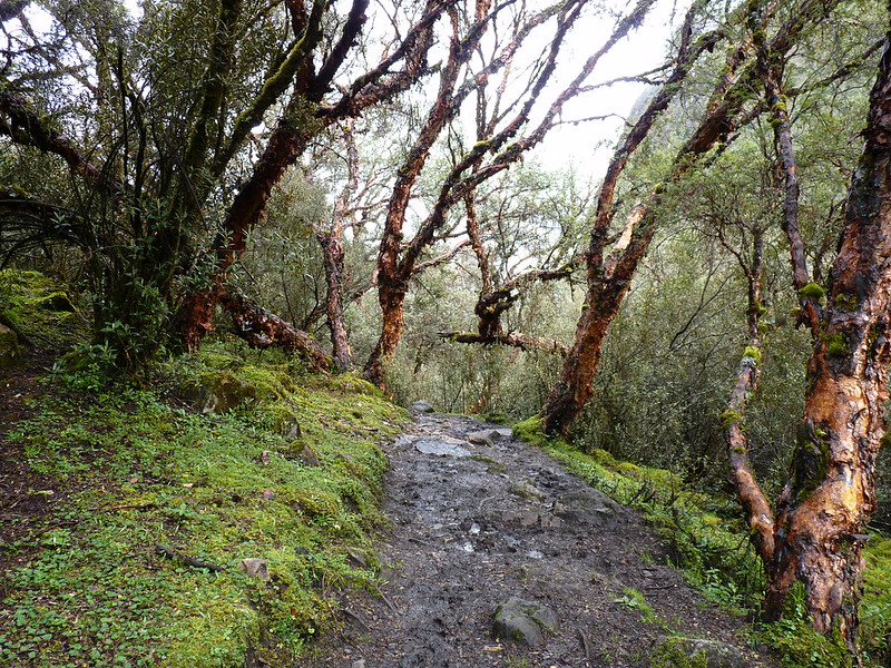 ¿Cómo afectarán a los bosques los cambios a la Ley Forestal y de Fauna Silvestre?