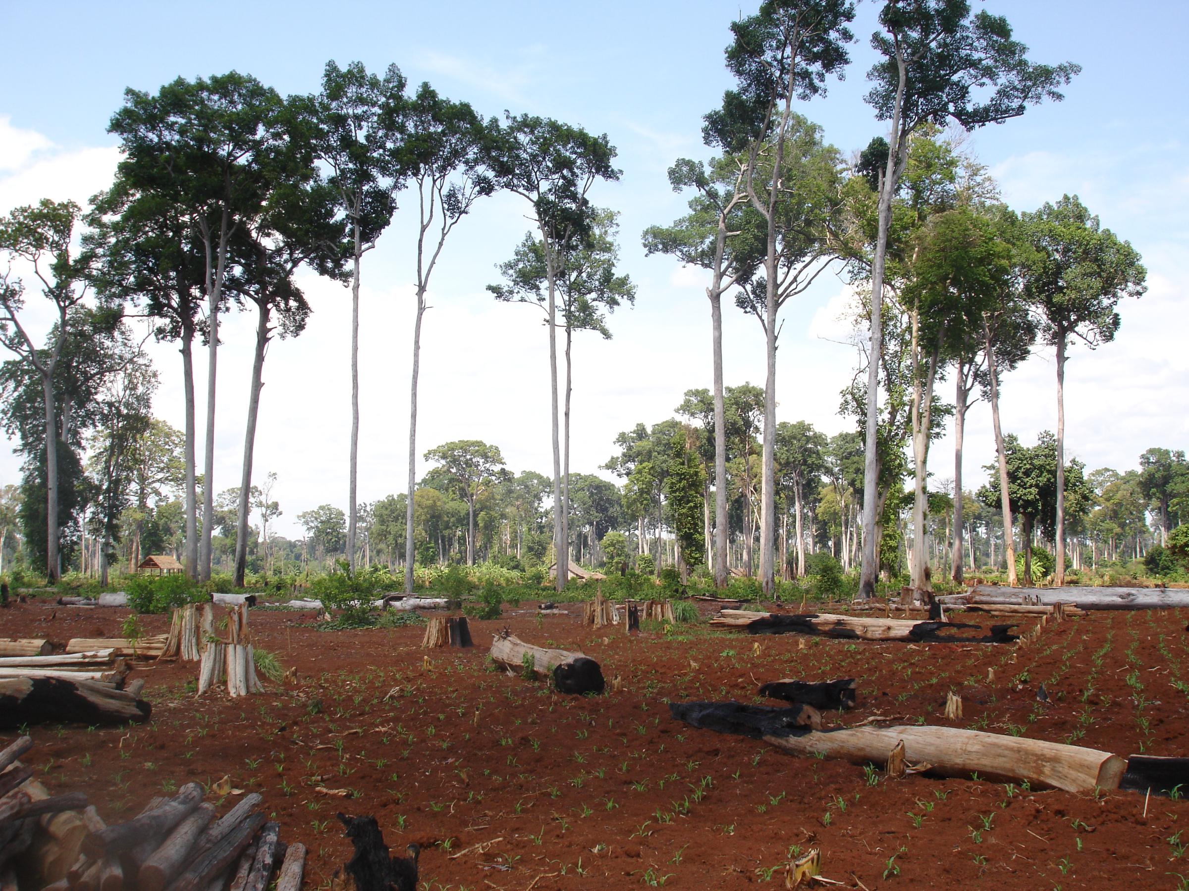 Deforestation in Cambodia: A story of land concessions