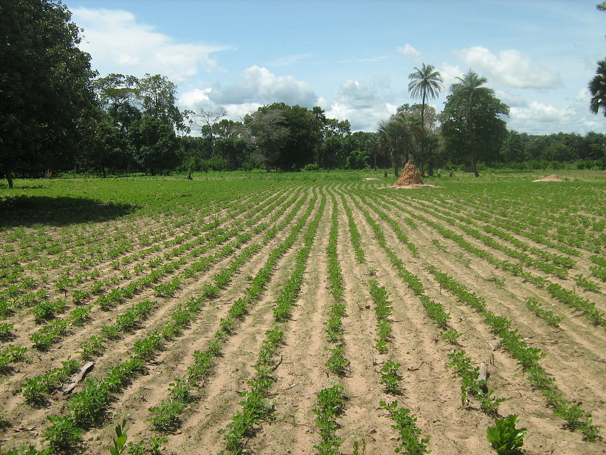 Champ_d'arachide_en_Casamance.JPG