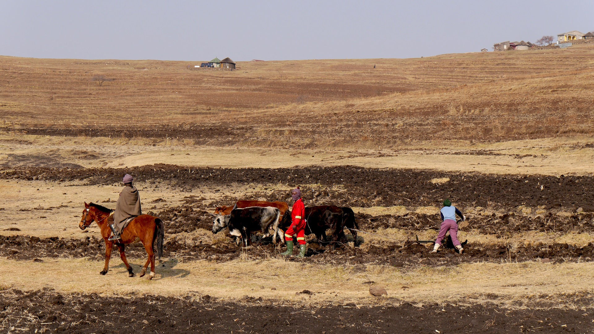 Men ploughing_Photosource Pixabay CC0