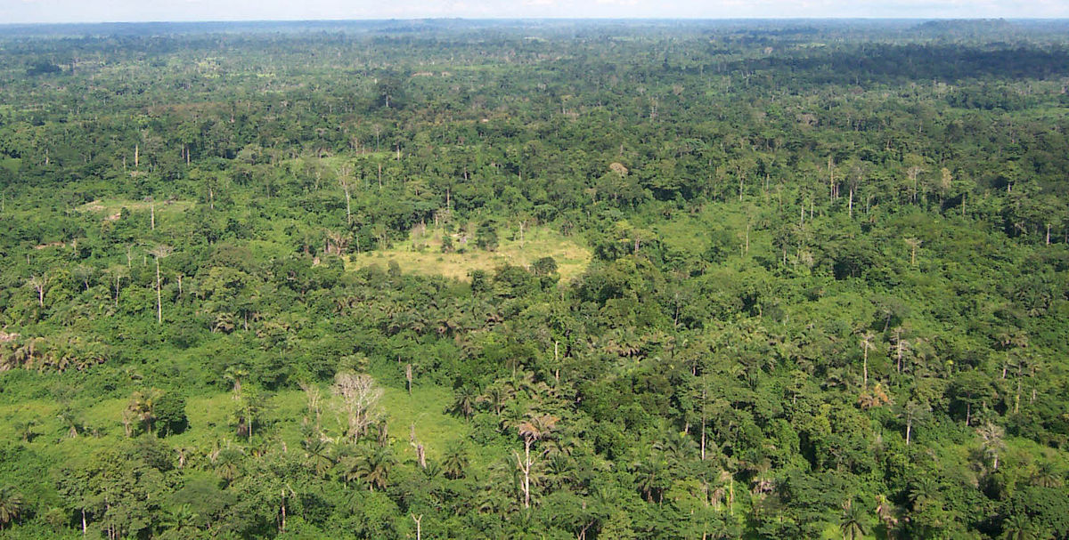 1200px-Liberia_tropical_forest.jpg