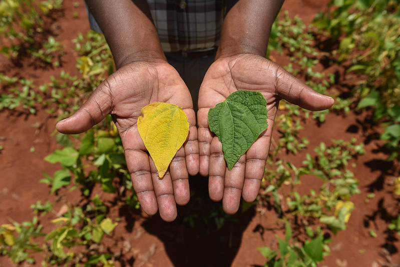 Foto: CGIAR Research Program on Dryland Systems/Flickr