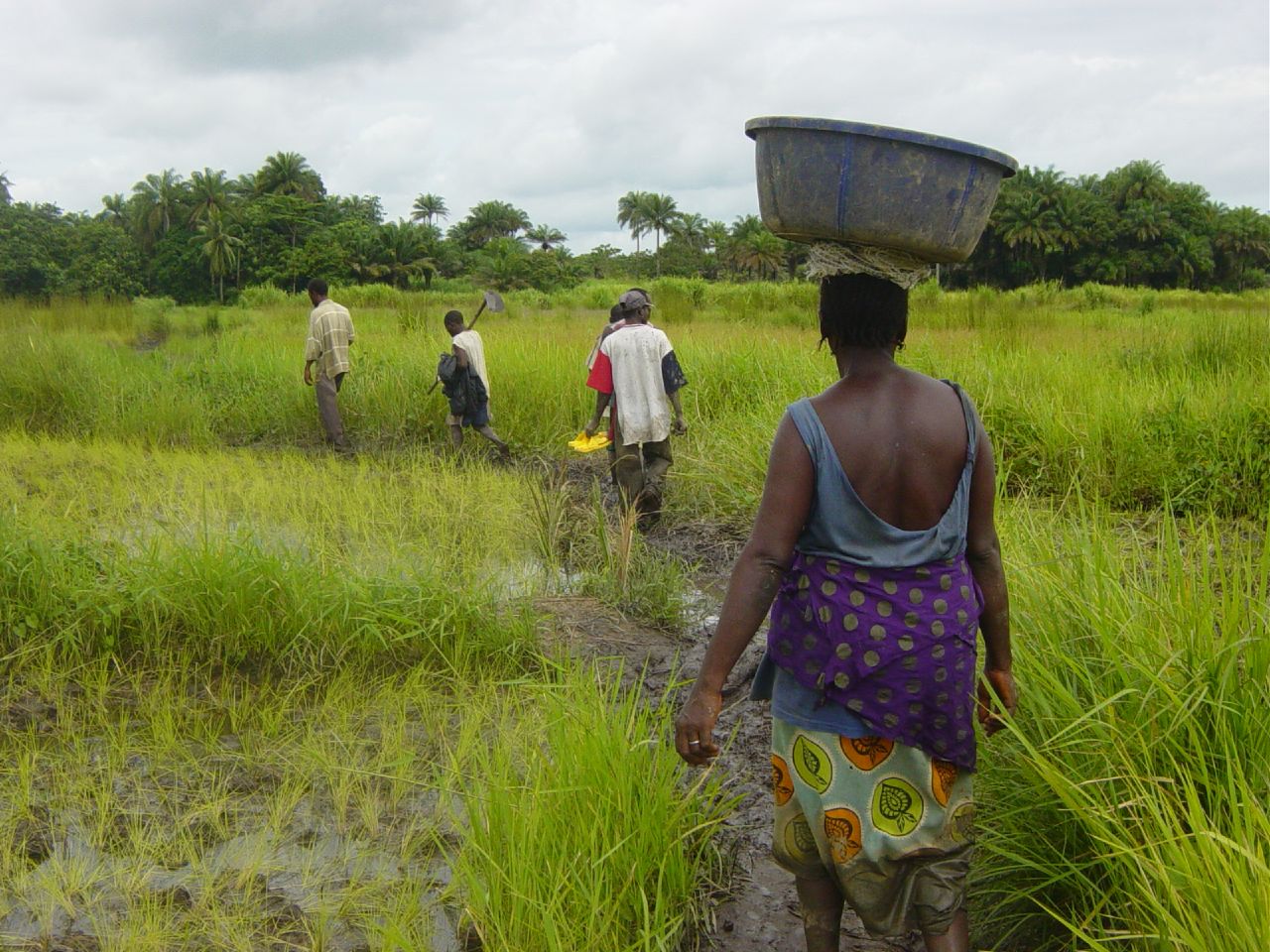 African-Agriculture.jpg