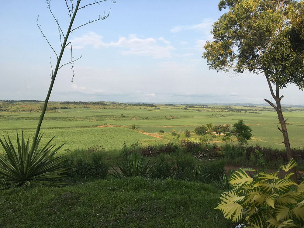 Sugar plantation fields in Kwilu Ngongo, Bas Congo, Democratic Republic of the Congo. Photo © Julia Doublait