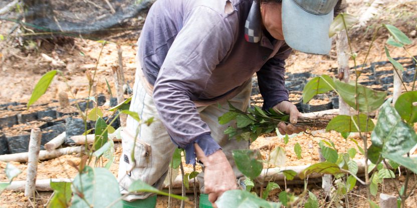 Planting in a nursery for forest restoration. CIFOR Photo/Lucy McHugh