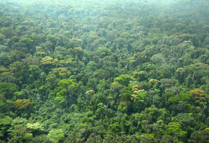 Forêt classée / © DR