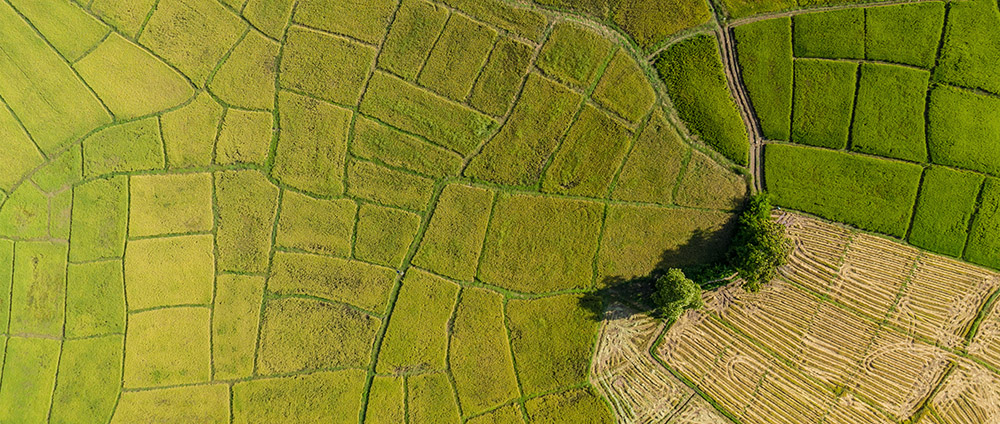 Eight Breakthroughs for Land Rights in 2020