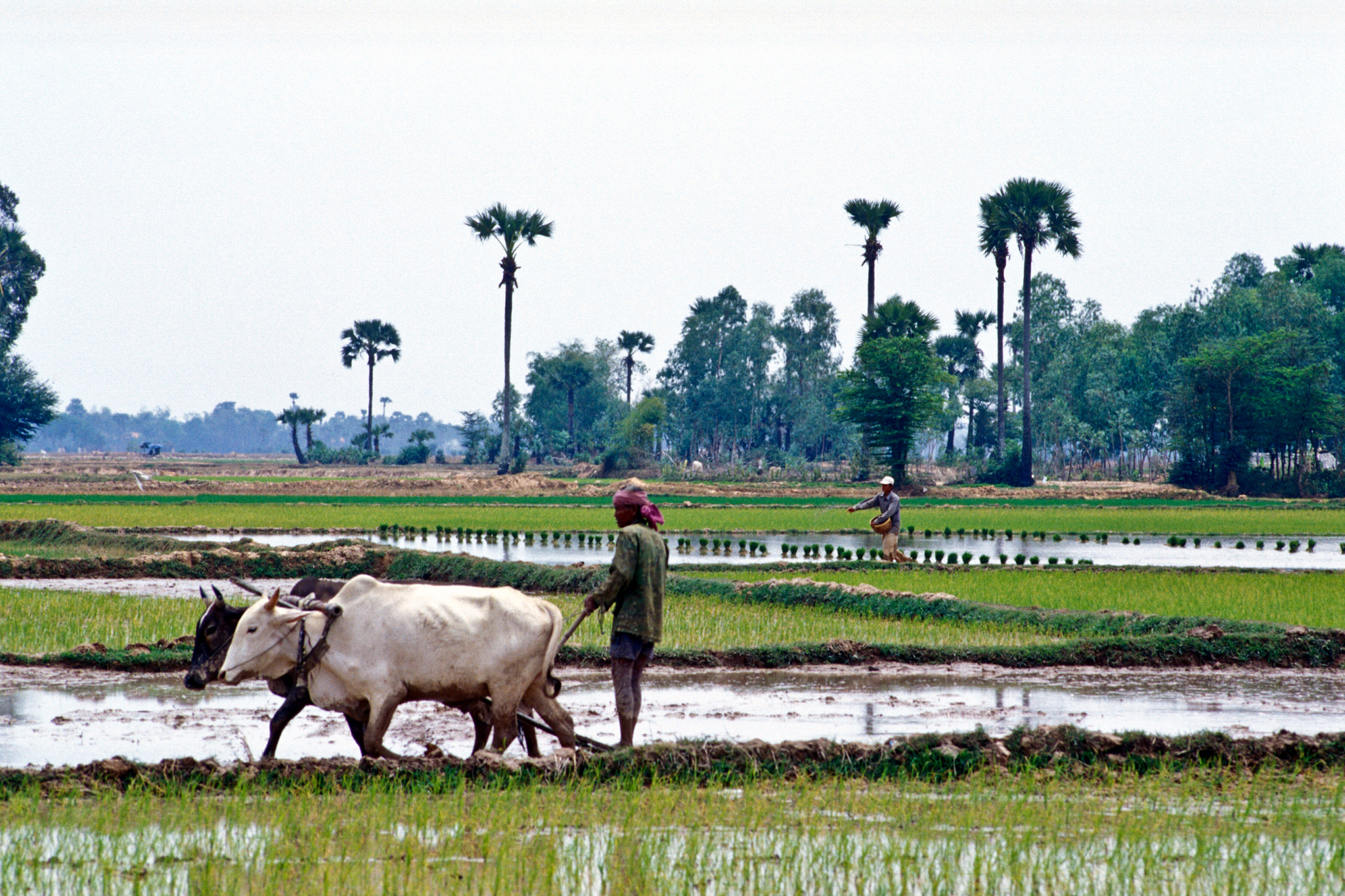 Part of the IRRI Collection / Flickr