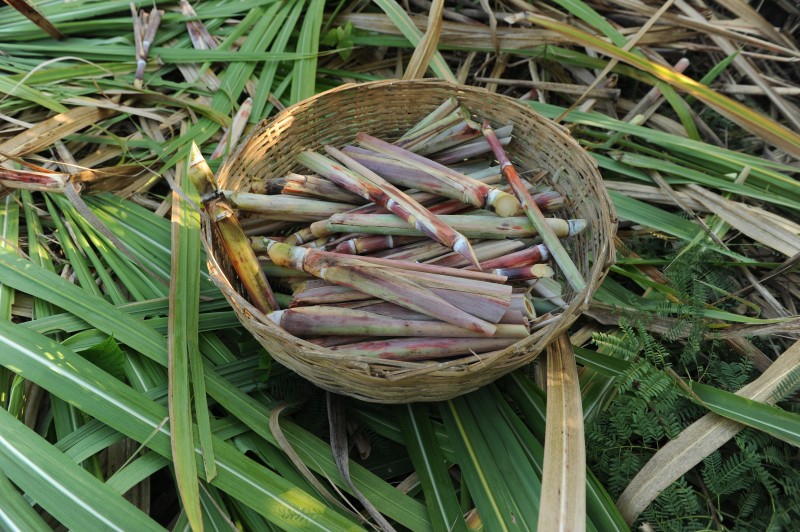 Sugar cane grown outside the the Haitian town of Saint Michel de l'Attalaye, Haiti May 8, 2010. Photo: Ami Vitale / Oxfam America 