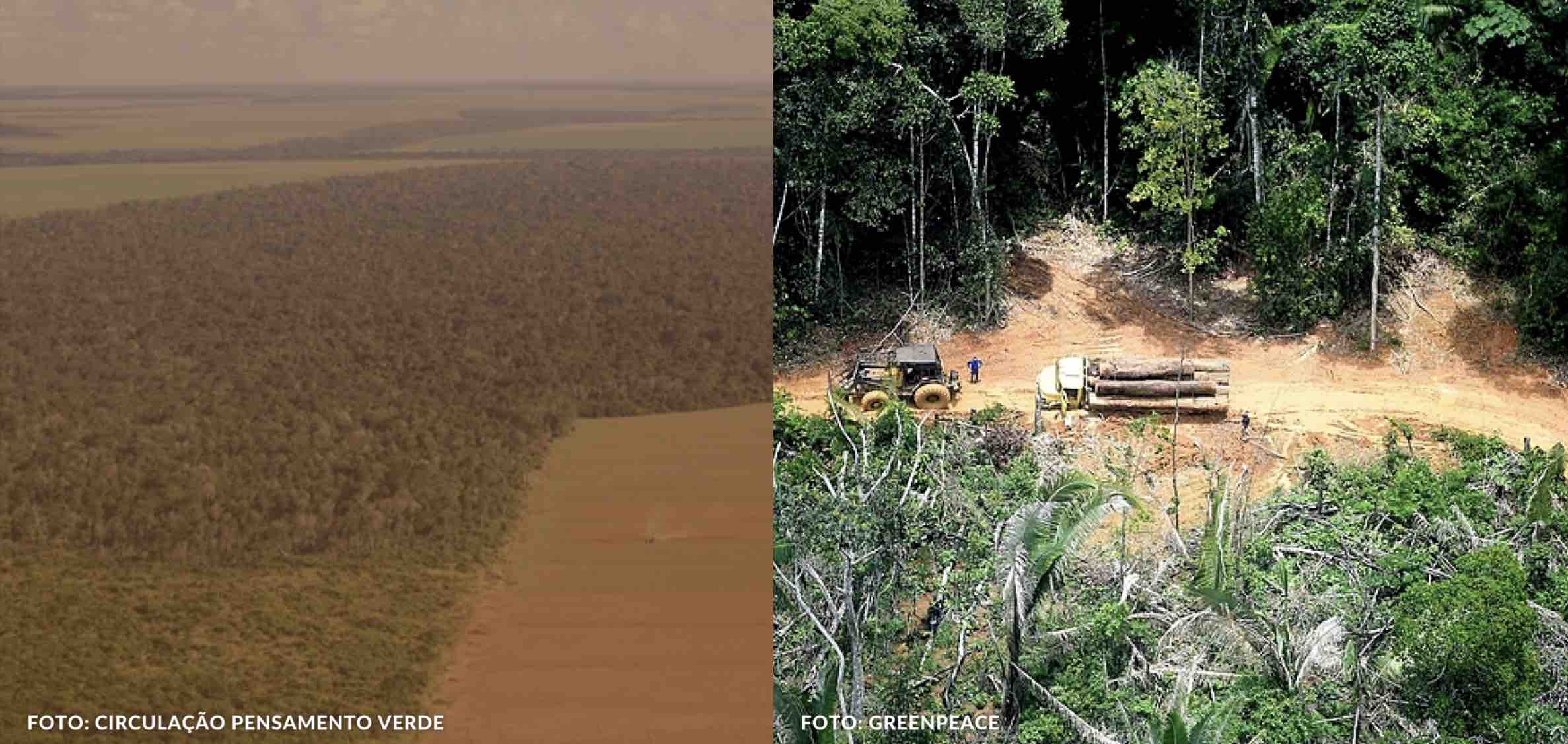 Foto: Circulação pensamento verde/Green Peace