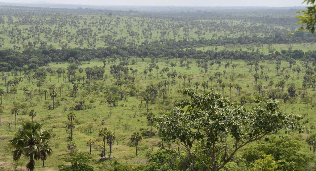 Photographie: La Savane à rôniers, Réserve de Faune d'Abokouamékro en Côte d’Ivoire, par l’Office ivoirien des parcs et réserves