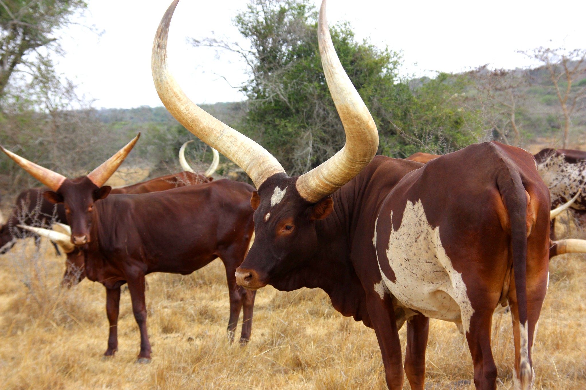 Ankole cattle. Photo by NeilJS via Flickr CC-BY