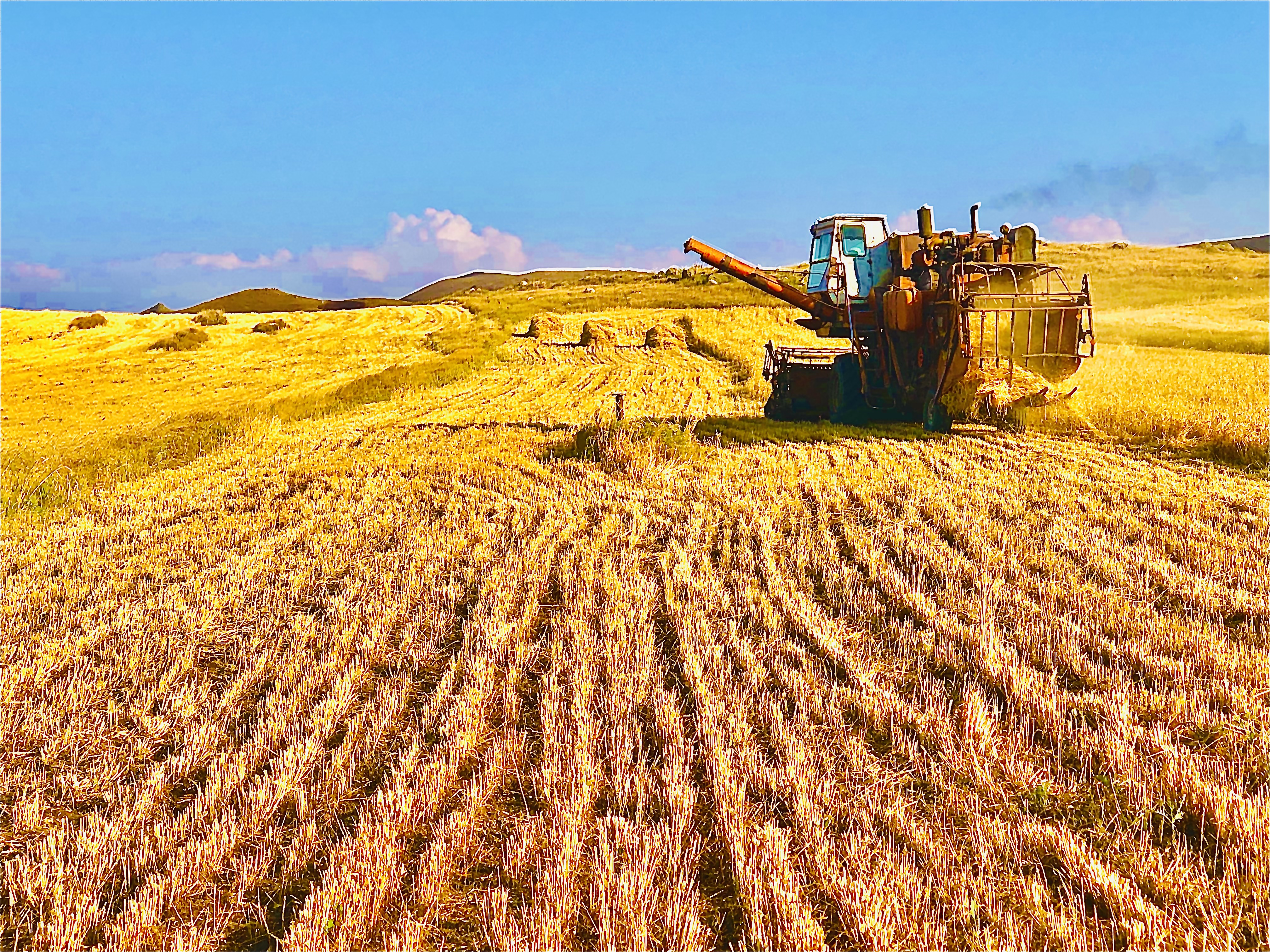 Wheat Fields of Shirak Province, Armenia, photo by Narek Avetisyan, Creative Commons Attribution-Share Alike 4.0 International license.