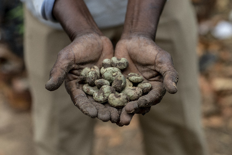 Cashew farmer, 2018 ,Photo by Ollivier Girard/EIF (CC BY-NC-ND 2.0) 