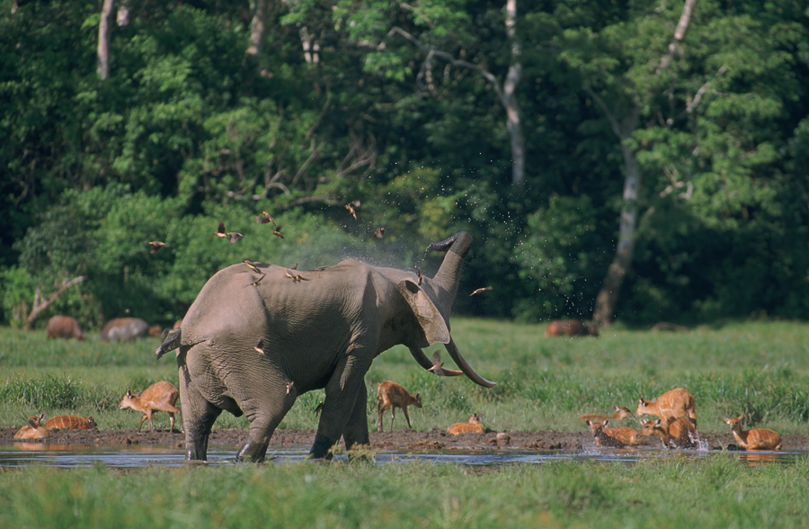 Wildlife in the Republic of Congo, photography by Roger Le Guen (CC BY-SA 2.0)