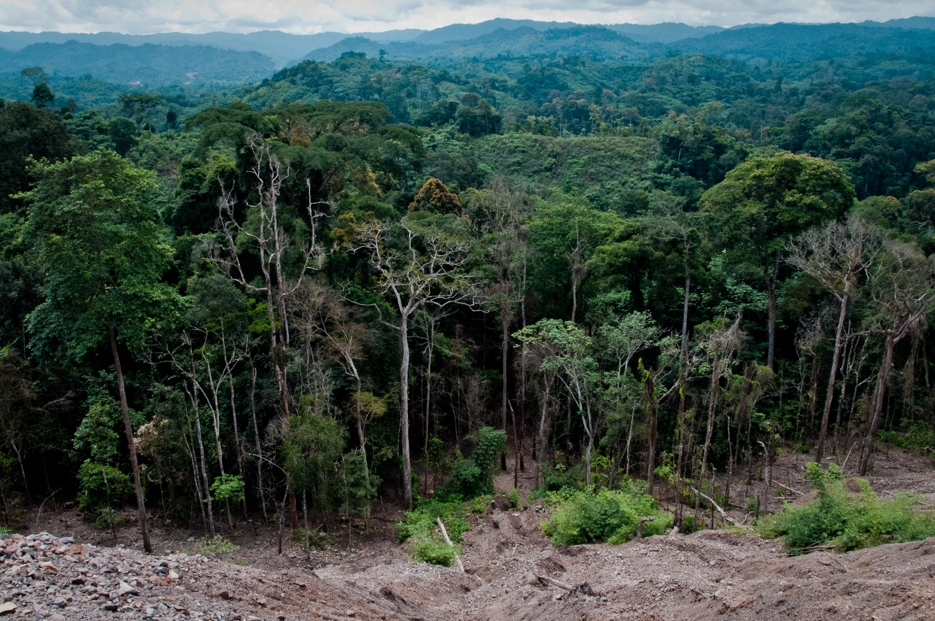 Forest in the Republic of Congo, photography by Bobulix (CC BY-NC-ND 2.0)