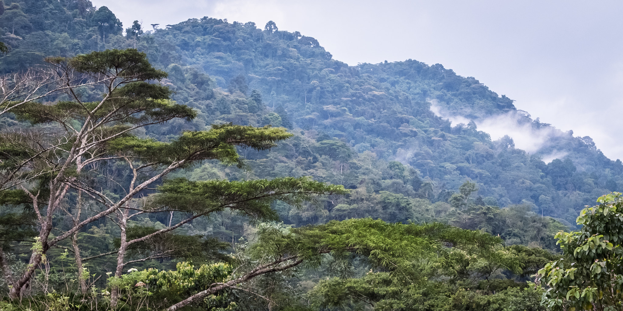 Forest. Photo by Helena van Eykeren via Flickr CC BY 2.0