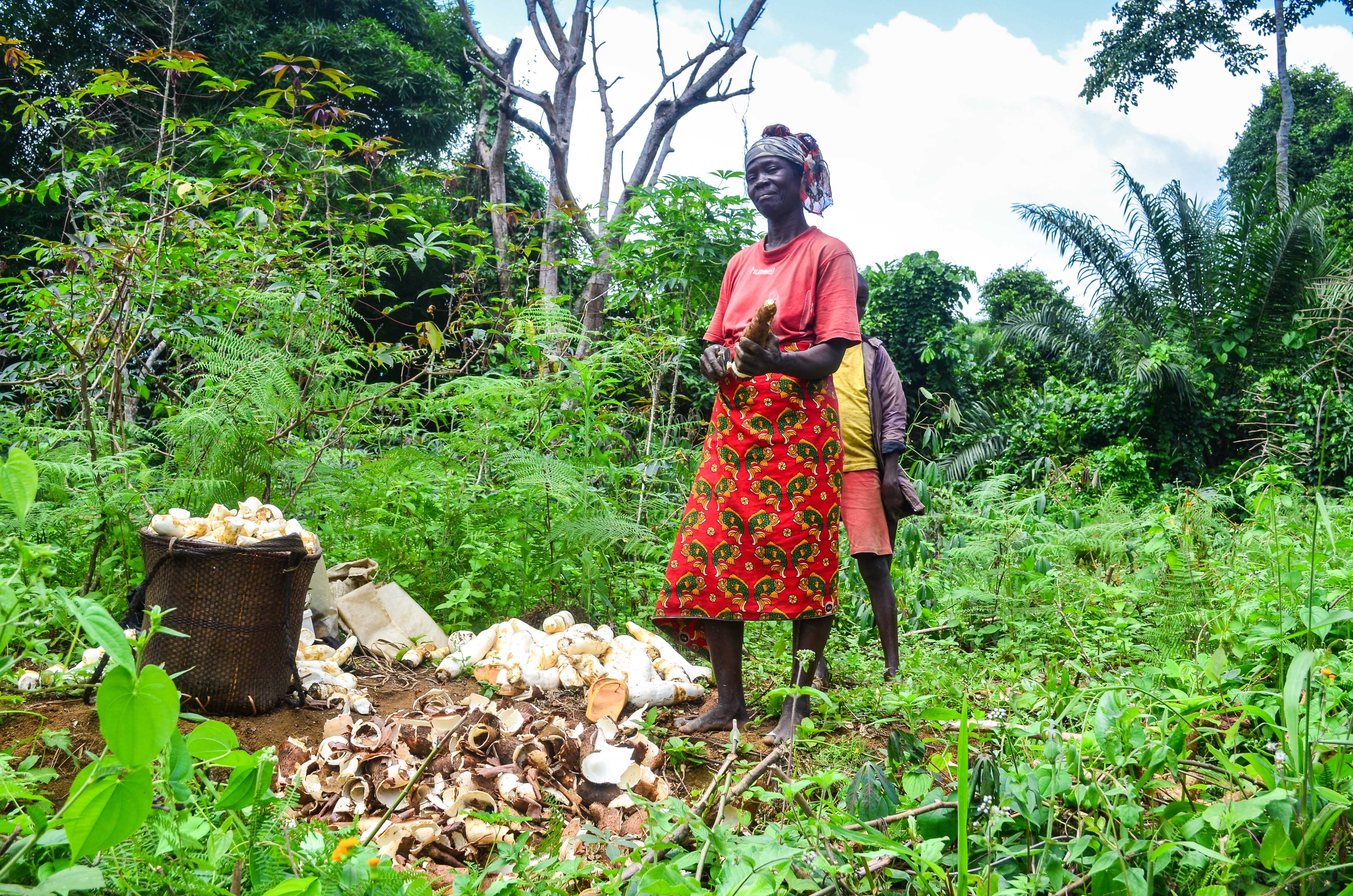 Cassava harvest near Lefoutou Makaga in the Republic of Congo, photography by jbdodane (CC BY-NC 2.0)