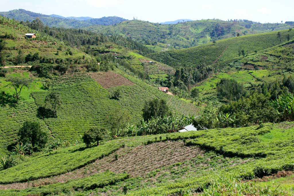 Rural cultivation. Photo by Mer via Flickr CC BY-NC 2.0