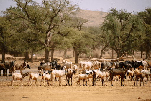 Troupeau près du Lac Bam au Burkina Faso, photographie par Ollivier Girard /CIFOR, Certains droits réservés