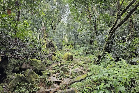 Forest in Seychelles, photo by Karin Guzy