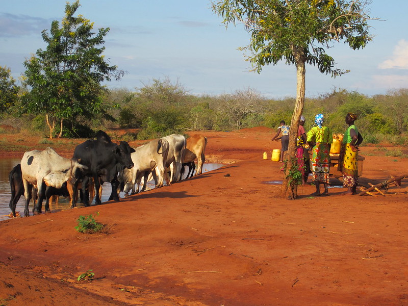 Foto: Juliet Kariuki/ILRI/Flickr