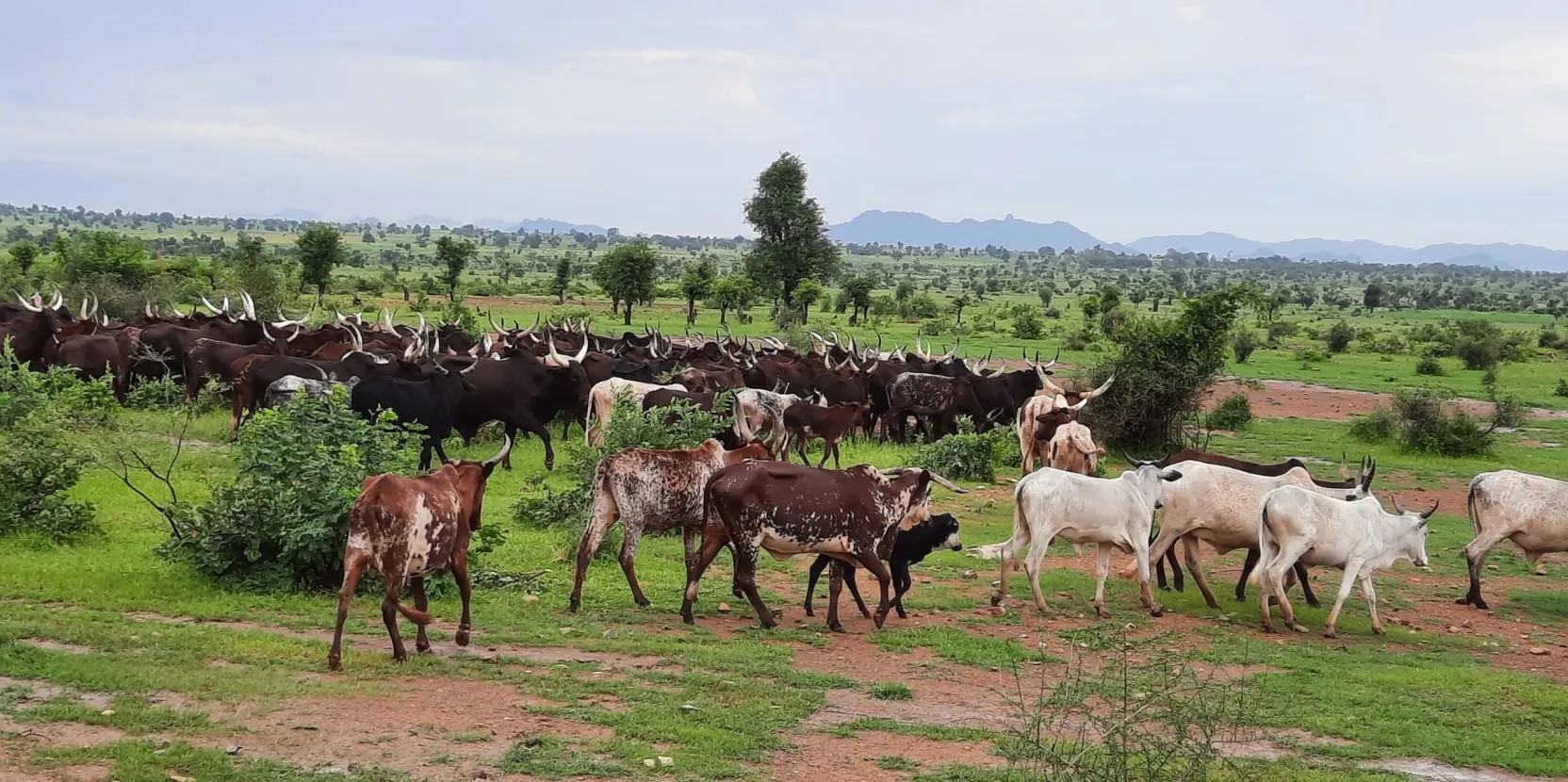 Un troupeau de bœufs d’éleveurs transhumants traversant les plaines du fleuve Bénoué dans la ville de Garoua. Photo : Arnauld Chyngwa/CIFOR-ICRAF