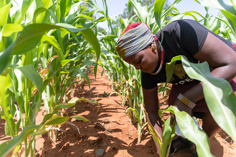 Foto: Anesu Freddy/UNDP Zimbabwe/Flickr