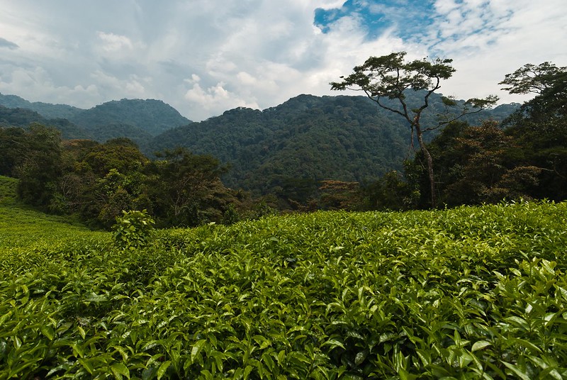 Foto: USAID Biodiversity & Forestry