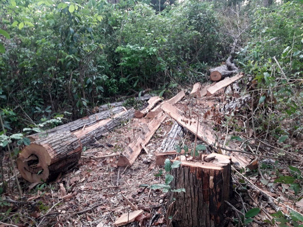  Foto: Guardiões da Floresta Guajajara