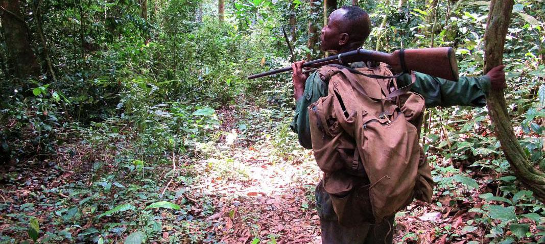 Chasseur dans la forêt tropicale gabonaise - projet SWM © D. Cornélis, Cirad Chasseur dans la forêt tropicale gabonaise - projet SWM © D. Cornélis, Cirad