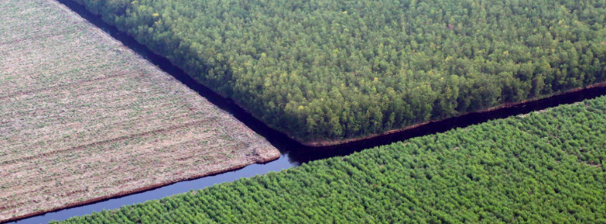 Paper giant APP linked to Indonesia peat clearing despite sustainability vow