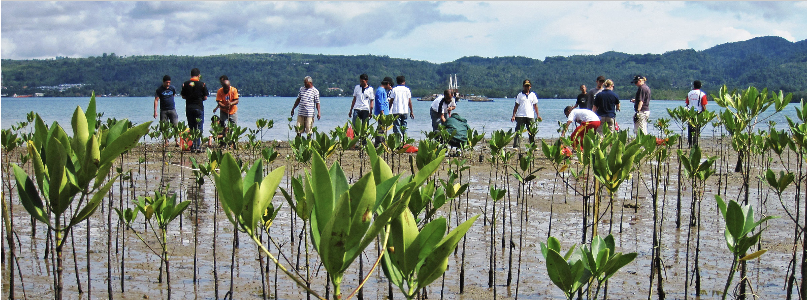 Mangrove planting on the coast of Ambon Island, Indonesia