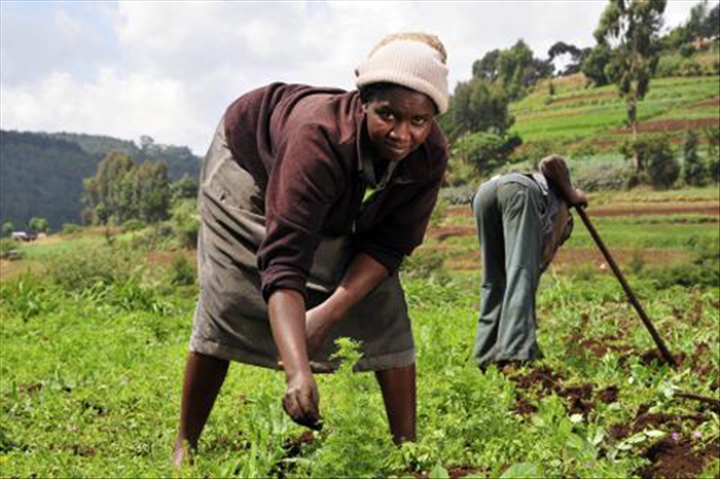 afrique agriculture