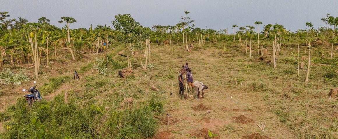 Etude de terrain sur la santé des sols en Forêt Classée de Téné, Côte d’Ivoire. © Cirad