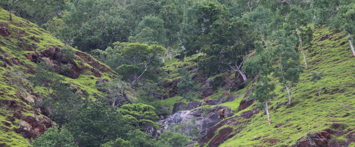  Forêt dégradée dans le Nord du Timor oriental. © Cirad, A. Rival