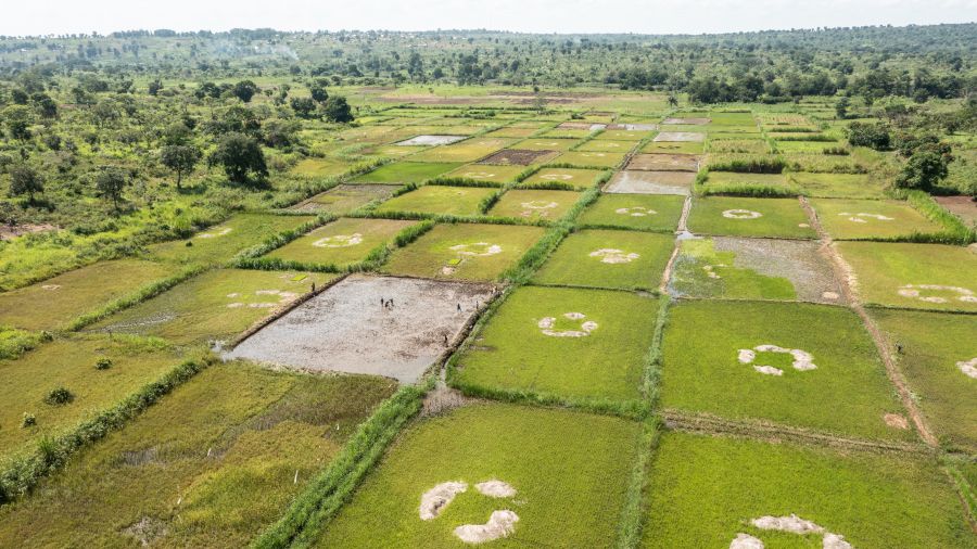 Rizières à Bambari, haut lieu de l'insécurité alimentaire en République centrafricaine. Crédit photo : Vincent Tremeau.