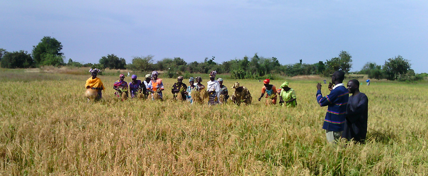 parcelles de riz au sénégal