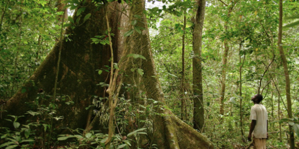 forêt togo