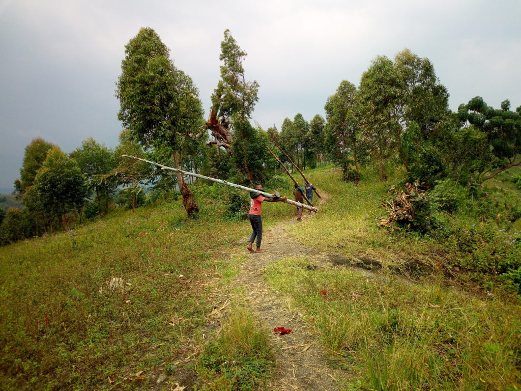 virunga