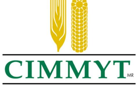 International Maize and Wheat Improvement Center logo