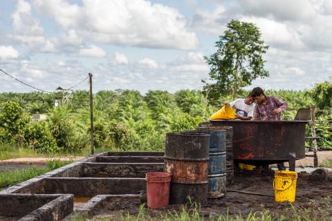 Palm oil CIFOR.jpg