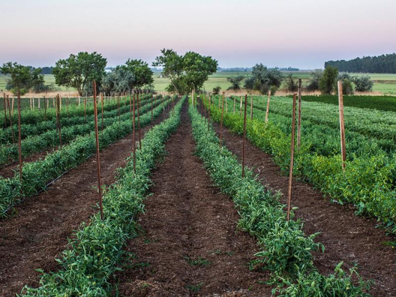 CCSI Executive Training on Sustainable Investments in Agriculture 2024