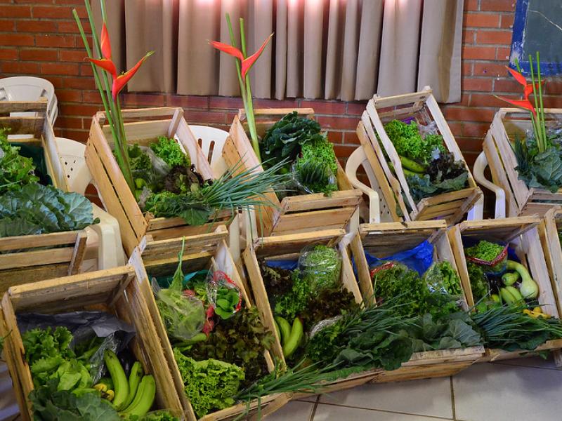 La FAO reclama paz para garantizar el acceso a los alimentos