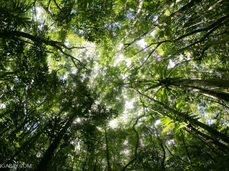madagascar_masoala - mongabay