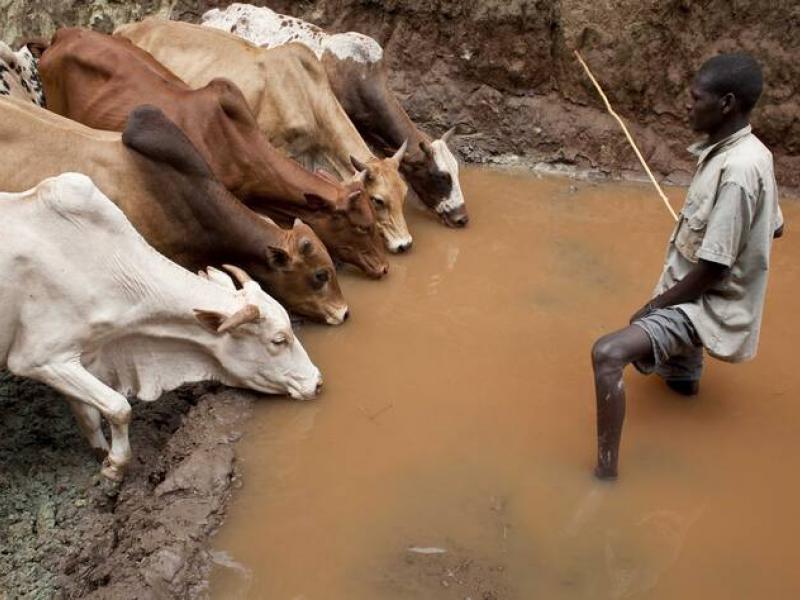 Un éleveur abreuve son troupeau dans un puits en cours de rénovation avec l'aide de la FAO et de l'UE à Higo, en Éthiopie