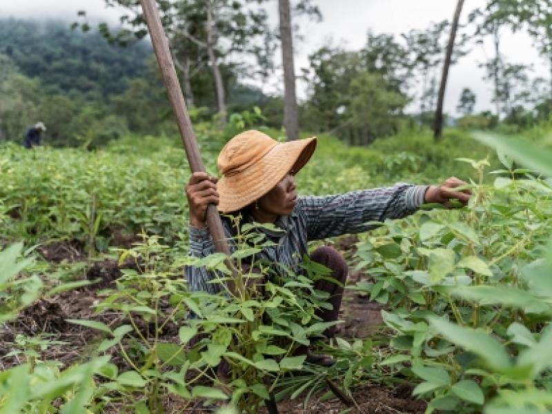 La région dans laquelle vit Tun Kean a été durement touchée par la déforestation, mais les membres de sa communauté se sont unis pour riposter, restaurer leur environnement et accroître leurs moyens de subsistance. ©FAO/Enric Català Contera