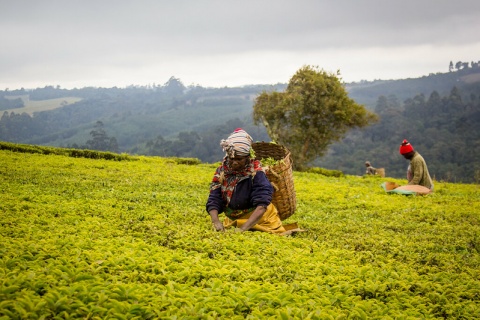 Measuring Land Rights 