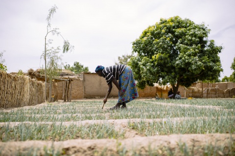 CIFOR stock photo burkina faso agriculture.jpg