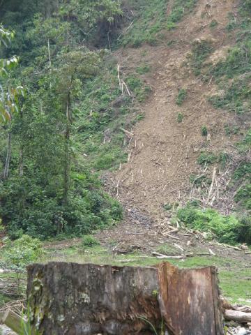 Frenética deforestación para reemplazar las tierras degradadas